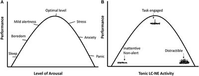 The Neuroscience of the Flow State: Involvement of the Locus Coeruleus Norepinephrine System